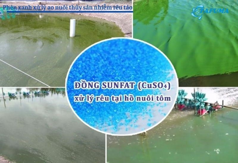 Phèn xanh được dùng để xử lý rêu tảo tại hồ nuôi tôm